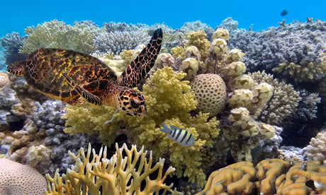 10 Amazing Snorkelling Destinations You Need to Visit This Year