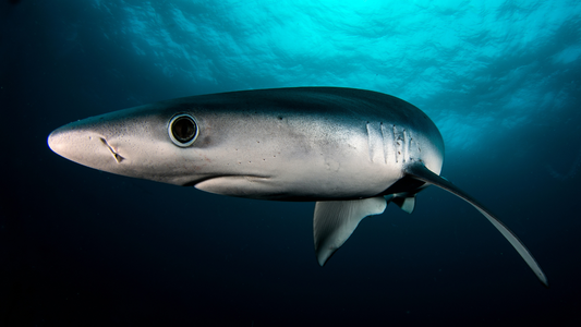 The Big 5 Sharks Found in UK Waters
