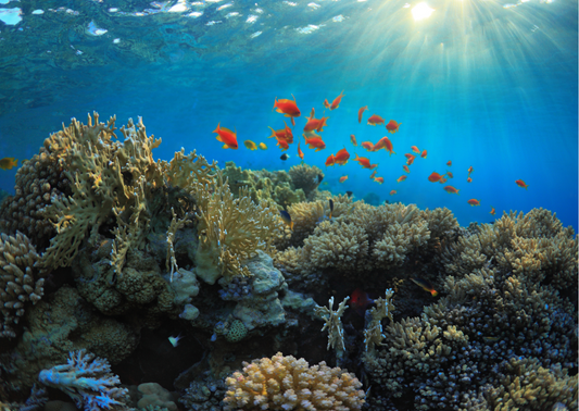 How Can Scuba Divers Help Protect Reefs?