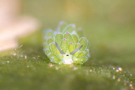 The Hidden Life of Nudibranchs