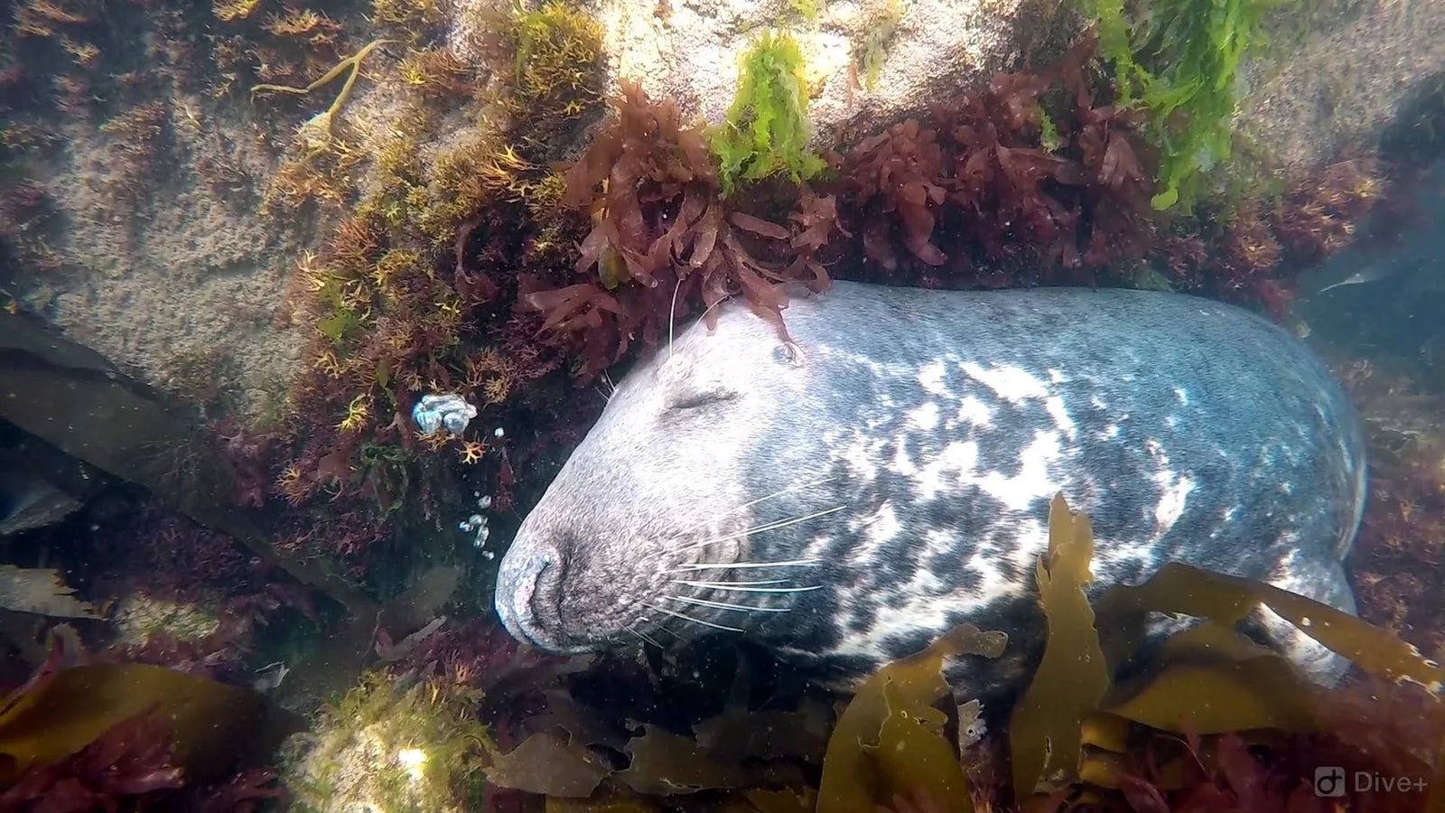 Seal at Lundy Island, source: padi.com