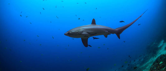 5 Best Thresher Shark Destinations
