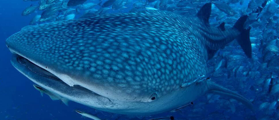 5 Best Whale Shark Destinations