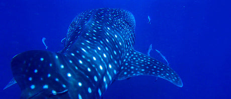 Big Stuff vs Small Stuff