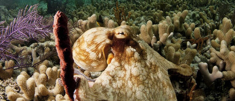 Camouflage – Things are Never Quite The Way They Seem!