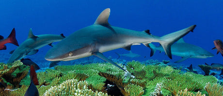 Refining Streamlining - A Shark’s Tale