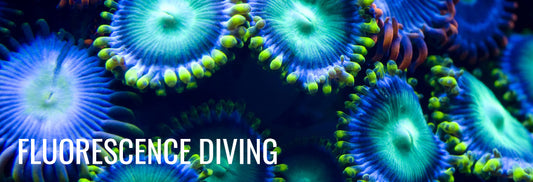 Fluorescence Diving