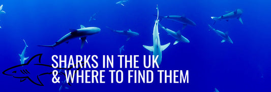 Sharks in the UK and Where to Find Them