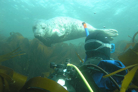 UK diving with seals