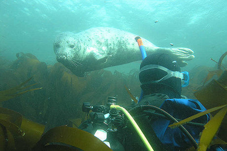 UK diving with seals