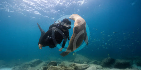 Fourth Element Xenos ARC Wetsuits 2025: The OceanPositive Revolution (Now Available for Pre-Order)