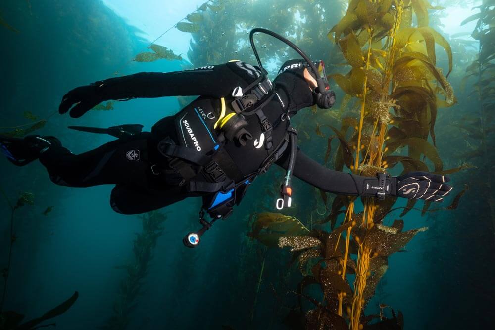 New Diver