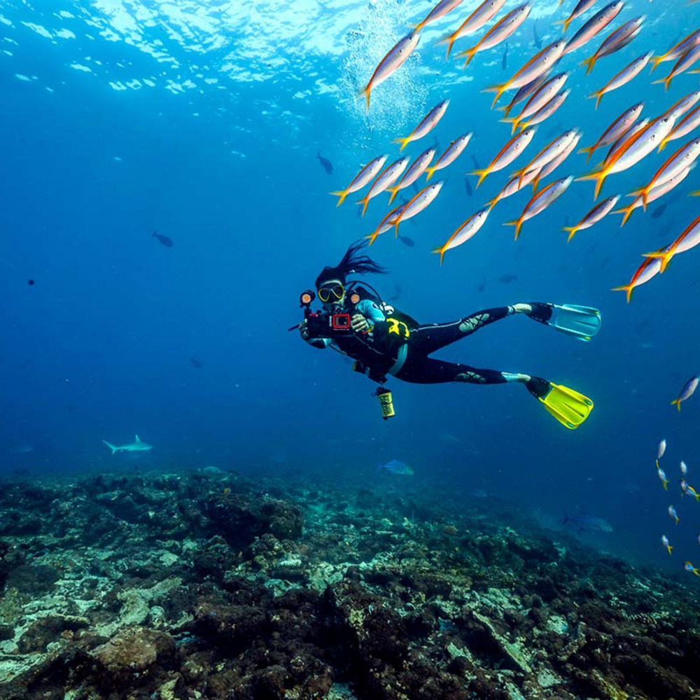 Sealife Sea Dragon Duo Colour Boost Set